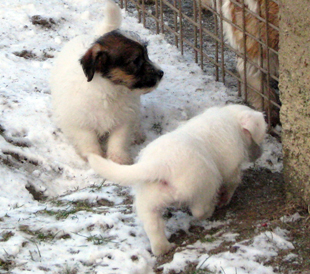 Štěňata Jack Russell teriéra