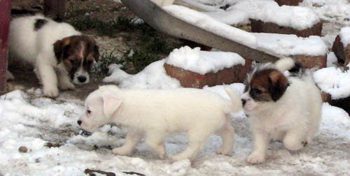 Puppies of Jack Russell Terrier