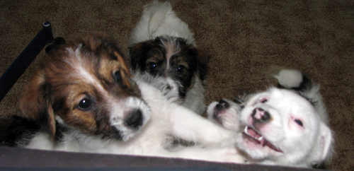 Puppies of Jack Russell Terrier