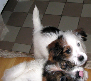 Puppies of Jack Russell Terrier