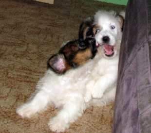 Puppies of Jack Russell Terrier