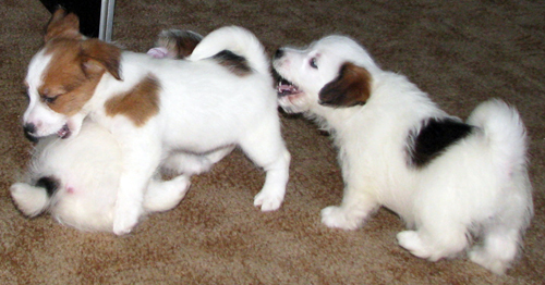 Puppies of Jack Russell Terrier