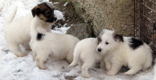 Štěňata Jack Russell teriéra