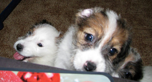 Cuccioli di Jack Russell Terrier