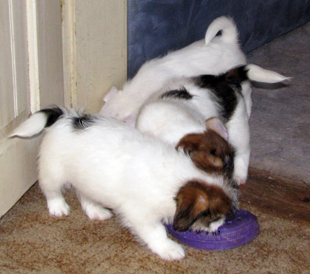 Puppies from the Armonia Canina kennel