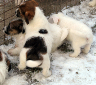 Puppies of Jack Russell Terrier