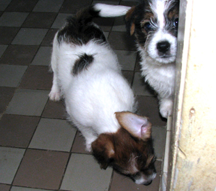 Puppies from the Armonia Canina kennel