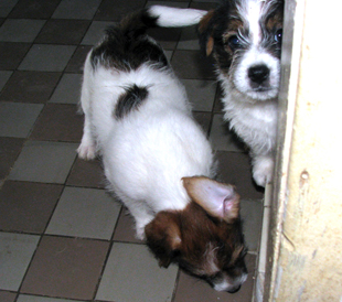 Štěňata z chovatelské stanice Armonia Canina