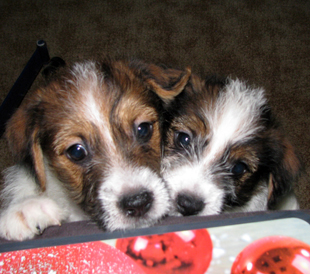 Puppies from the Armonia Canina kennel