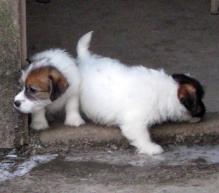 Welpen von Jack Russell Terrier