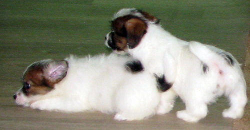 Welpen von Jack Russell Terrier