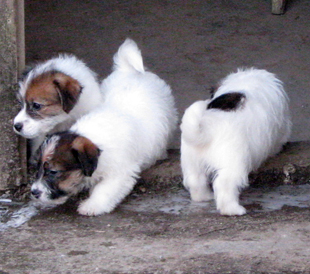 Puppies of Jack Russell Terrier