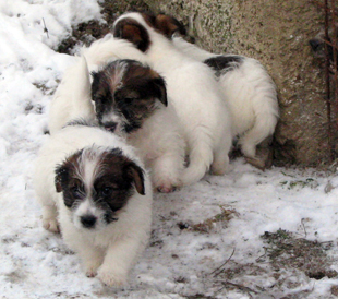 Cuccioli di Jack Russell Terrier