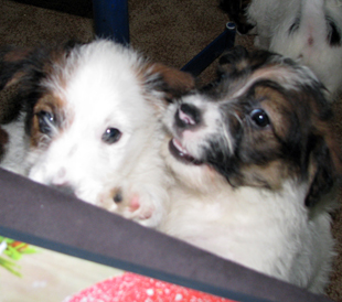 Puppies from the Armonia Canina kennel