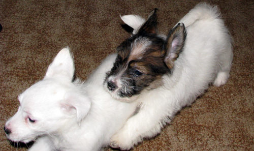 Puppies of Jack Russell Terrier