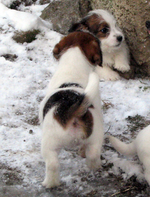 Jack Russell Terrier Welpen