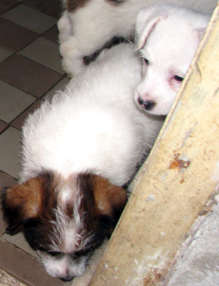 Puppies from the Armonia Canina kennel