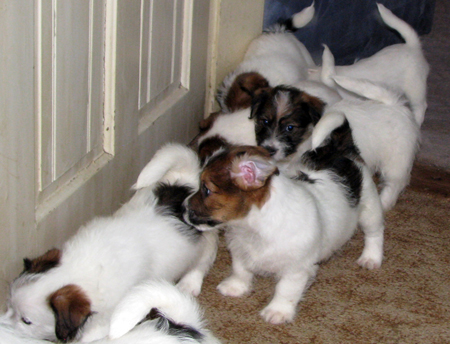 Cuccioli di Jack Russell Terrier