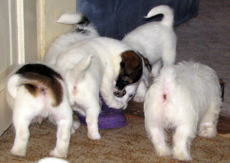 Cuccioli di Jack Russell Terrier