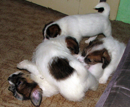 Cuccioli di Jack Russell Terrier