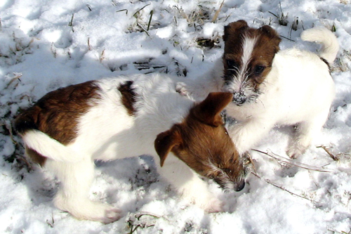 Welpen von Jack Russell Terrier