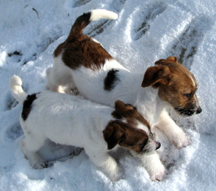 Puppies of Jack Russell Terrier