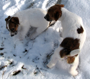 Puppies from the kennel Armonia Canina