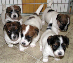 Puppies - L litter