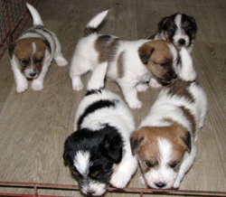 Puppies - M litter