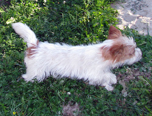 Jack Russel Terier - Armonia Canina